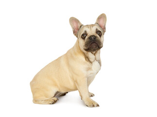 Six month old French bulldog puppy sitting against a white background