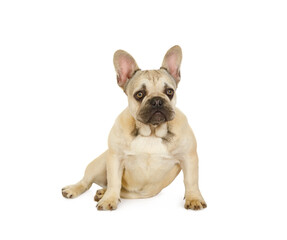 Cute six month old French bulldog puppy sitting against a white background