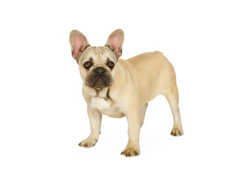 Six month old French bulldog puppy standing against a white background