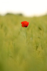 red poppy in a field