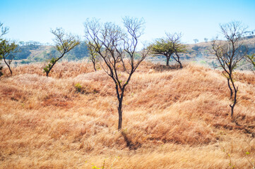 Dry grass in the hills of Metapan, Santa Ana el Salvador