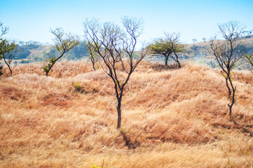 Naklejka na ściany i meble Dry grass in the hills of Metapan, Santa Ana el Salvador