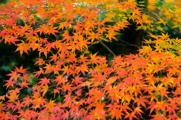 Obraz na płótnie Canvas Colourful Maple Leaves in Autumn, Kyoto , Japan