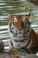 tigre, chat, animal, faune, felidae, sauvage, prédateur, jardin zoologique, grand, sibérien, mammifère, bande, carnassiers, nature, tête, fourrure, rayes, safari, tigre, panthera, noir, amour, orange,