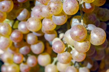 White grapevine in garden, selective focus with blur background. Close up.