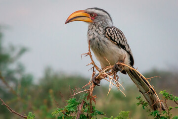 Southeren Yellow-billed hornbill sitting on a branch in the African bush
