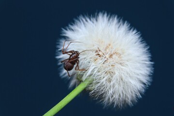 Brown Spitting Spider on a flower