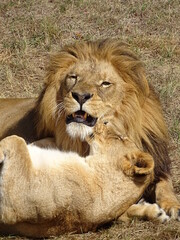 lion, animal, chat, sauvage, faune, crin, felidae, mammifère, nature, prédateur, carnassiers, roi, jardin zoologique, lion, portrait, grand, safari, fauve, tête, fourrure, majestueux, dangereux