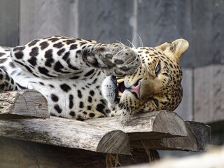 léopard, chat, animal, jaguar, sauvage, faune, prédateur, jardin zoologique, mammifère, felidae,...