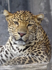 léopard, animal, chat, jaguar, sauvage, faune, prédateur, mammifère, nature, jardin zoologique, felidae, safari, fourrure, panthera pardus, panthera, grand, spot, carnassiers, dangereux, tache, tigre,