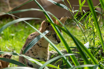 Serval