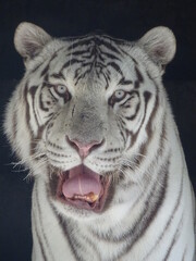 tigre, animal, blanc, chat, faune, sauvage, jardin zoologique, prédateur, mammifère, felidae, nature, grand, carnassiers, bande, bengale, fourrure, sibérien, tête, rayes, noir, portrait, chasse, dange