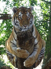 tigre, animal, chat, faune, prédateur, felidae, sauvage, bande, mammifère, jardin zoologique, carnassiers, nature, grand, bengale, sibérien, bète, fourrure, tête, orange, dangereux, chat sauvage, raye
