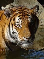 tigre, chat, animal, faune, felidae, prédateur, jardin zoologique, sauvage, mammifère, bande, nature, grand, tête, sibérien, carnassiers, safari, rayes, fourrure, animal, portrait, panthera, chasse, b