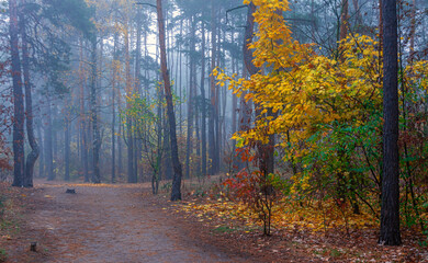 Fototapeta premium The forest is decorated with autumn colors. Mist covered the trees.