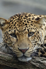 léopard, chat, animal, jaguar, faune, sauvage, prédateur, mammifère, nature, jardin zoologique, felidae, fourrure, grand, carnassiers, fauve, spot, safari, panthera pardus, panthera, dangereux, tigre,