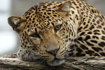 léopard, animal, chat, jaguar, prédateur, sauvage, mammifère, faune, nature, jardin zoologique, felidae, panthera, safari, panthera pardus, fourrure, fauve, grand, spot, carnassiers, dangereux, chasse