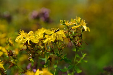 Yellow Johns wort herb flower growing wild in the meadow with insect looking for pollen. Close-up.