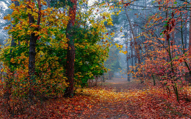 Obraz premium The forest is decorated with autumn colors. Mist covered the trees.