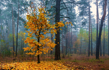 Fototapeta na wymiar The forest is decorated with autumn colors. Mist covered the trees.
