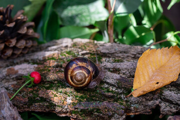 A large snail on the bark of a tree. Photo in the wild. Burgudian, grape or Roman edible snail from the Helicidae family.