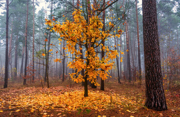 The forest is decorated with autumn colors. Mist covered the trees.