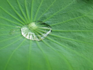 Water droplets on green lotus leaves. Textures with patterns of lotus leaves and natural beauty in...