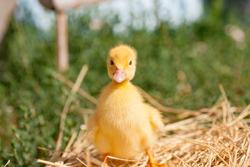 small duck who discovers life