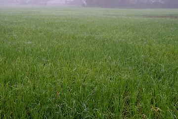 Obraz premium Water droplets in green rice fields