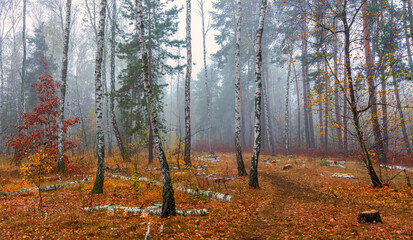 The forest is decorated with autumn colors. Mist covered the trees.