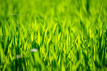 green grass background with selective focus
