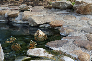 Hot Spring Boiled Onsen Egg Chae Son, Lampang North Thaland