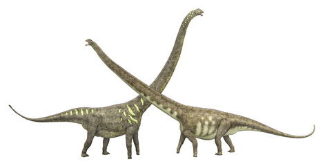 Fototapeta premium Dinosaurier Mamenchisaurus, Freisteller