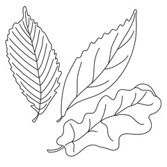 Leaves in doodle style. Isolated outline. Hand drawn vector illustration in black ink on white background.