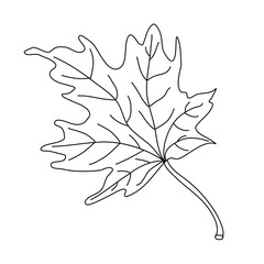 Maple leaf in doodle style. Isolated outline. Hand drawn vector illustration in black ink on white background.