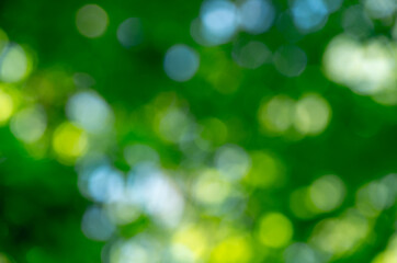 Green bokeh background from nature forest out of focus - 376627972