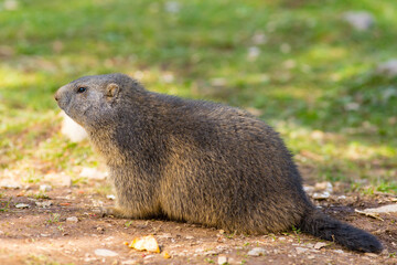 Murmeltier sitzt auf dem Erdboden