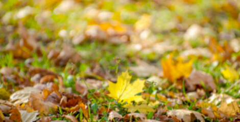 background texture of yellow leaves autumn leaf background