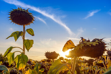 Dry sunflower in the field at sunset and blue sky.