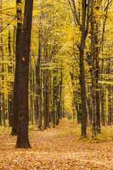 Golden autumnal forest with sunbeams