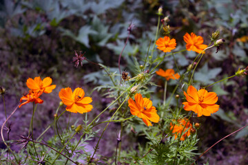 flowers in the garden