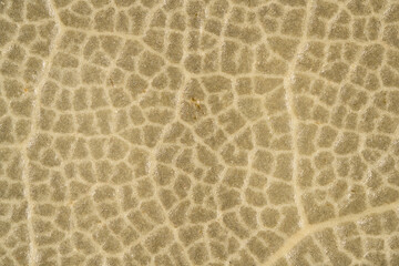 Laurel Bay Leaf Aromatic Cooking Food Color Texture Close-Up Macro Background Structure - Wallpaper