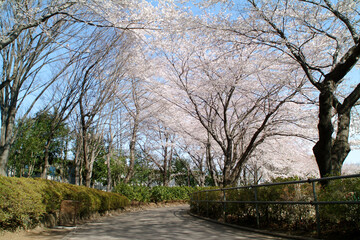 小平市立中央公園（東京都）