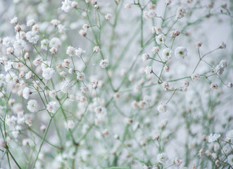 Baby's breath gypsophila flowers close-up, background.