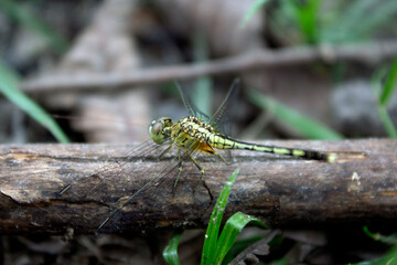 close up of a dragonfly
