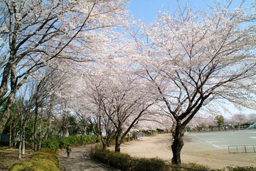 Obraz premium 小平市立中央公園（東京都）