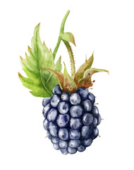 Watercolor illustration. Blackberries with a leaf on a branch.