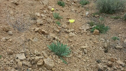 plants growing on the cliffs