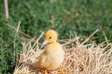small duck who discovers life