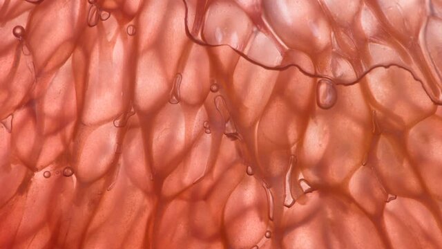 Squeeze Grapefruit Tender Pulp. Slices and pieces of Grapefruit are compressed and crushed close-up on a bright white background, creating a juicy burst of pulp and shell. Shooting at 120fps